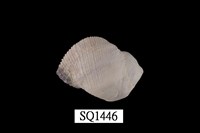 藏品(紫口珊瑚螺)的圖片